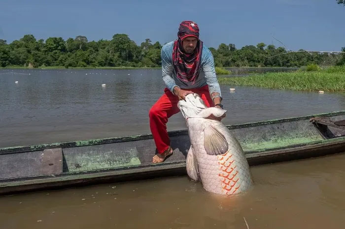 ca-hai-tuong-long Ngư dân bắt một con cá Hải tượng long trên sông Amazon.