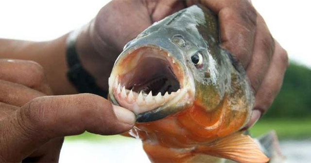Khám Phá Khía Cạnh Thú Vị Của Cá Piranha: Sự Thật Đằng Sau Huyền Thoại
