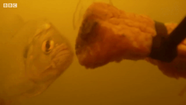 ca-piranha Xem đàn piranha đói "xơi tái" miếng thịt trong tích tắc.
