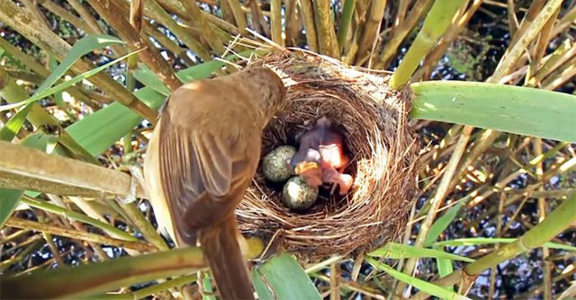 Khám Phá Chiến Thuật Sinh Tồn Độc Đáo Của Chim Tu Hú