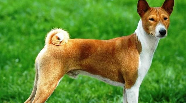 Khám Phá Những Giống Chó Nguy Hiểm Nhất Trên Thế Giới Khám Phá Những Giống Chó Nguy Hiểm Nhất Trên Thế Giới