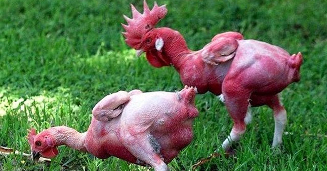 Khám Phá Giống Gà Trụi Lông Đặc Biệt: Giải Pháp Cho Nhiệt Độ Cao