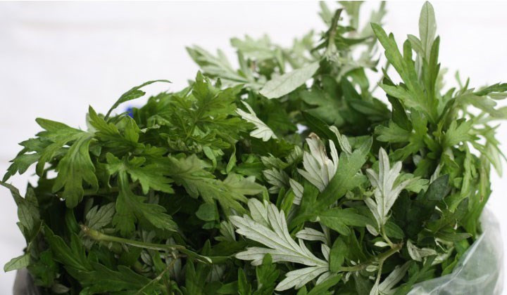 Ngải cứu còn được biết đến với các tên gọi như cây giải cảm, cây thuốc cứu, cây thuốc cao....