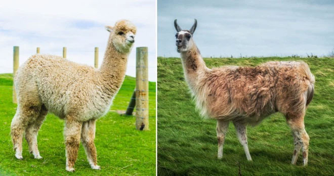 Lạc Đà Không Bướu và Alpaca