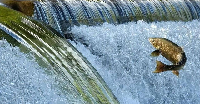 Cá Hồi: Hành Trình Di Cư Khó Tin Và Những Thách Thức Đối Mặt