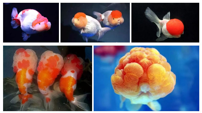 ca-vang-3 Cá vàng phong phú về hình dạng