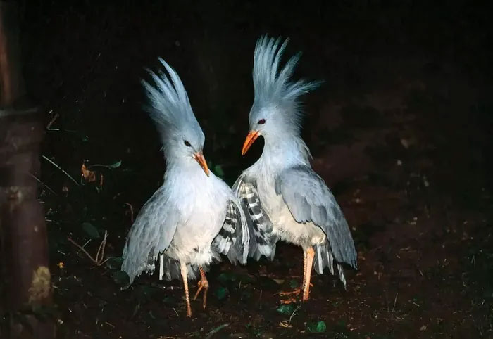 chim-kagu Chim Kagu