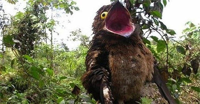 Khám Phá Chim Potoo: Loài Chim Lạ Kiêu Kỳ Từ Rừng Nhiệt Đới