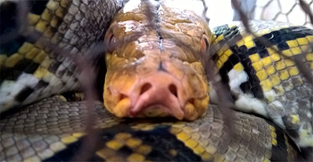 Khám Phá Thế Giới Bí Ẩn Của Loài Rắn Nữa 9 Mũi Độc Đáo Tại Việt Nam