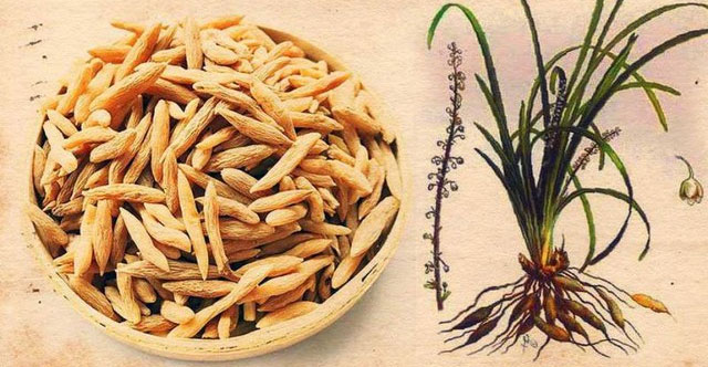 Khám Phá Công Dụng Tuyệt Vời Của Củ Mạch Môn Trong Y Học