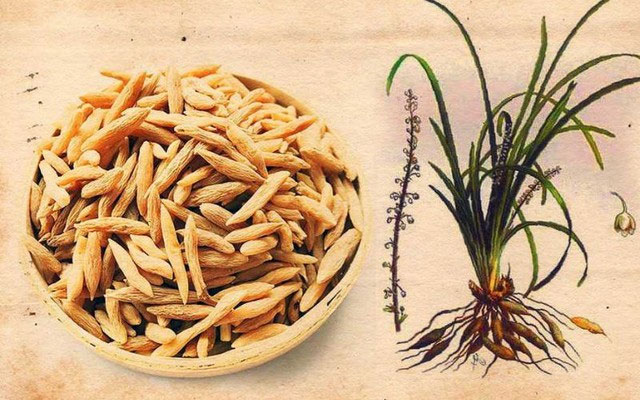 cu-mach-mon Mạch môn là loại cây thảo dược quý được trồng ở Việt Nam