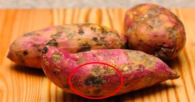 Tại Sao Một Số Củ Khoai Lang Thường Bị Hư Hỏng Hoặc Cứng?