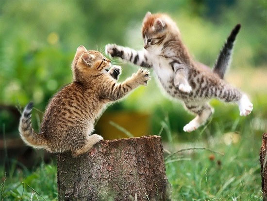 Vật nuôi Xem động vật 'phát điên' mỗi khi trăng tròn
