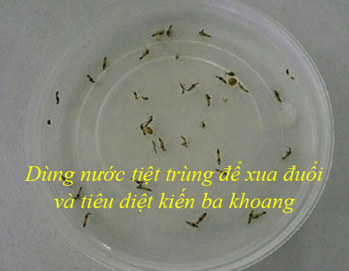 Sử dụng nước tiệt trùng để đuổi kiến ba khoang Sử dụng nước tiệt trùng để đuổi kiến ba khoang