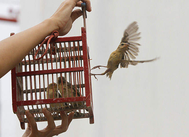 Giải phóng các loài vật