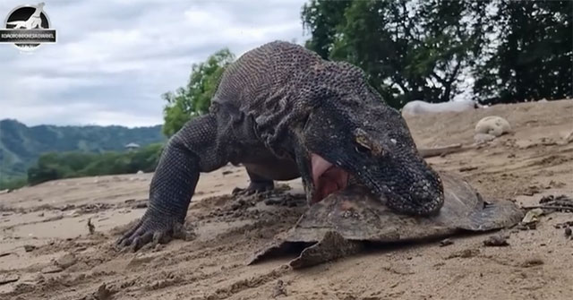 Khám Phá Sức Mạnh Của Rồng Komodo Khi Nuốt Chửng Con Mồi