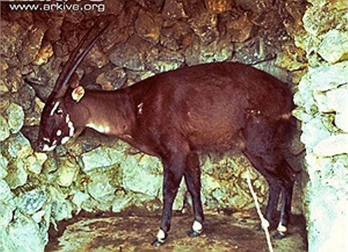 Sao la được bắt giữ lần đầu vào năm 1996 tại Lào Sao la đã được ghi nhận