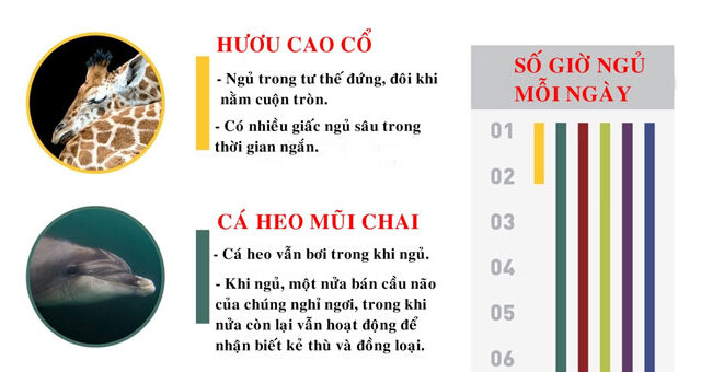 Khám Phá Những Thói Quen Ngủ Đặc Biệt Của Động Vật