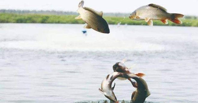 Cá nước ngọt bị cuốn ra biển: vì sao không sống được và cách chúng tìm đường về