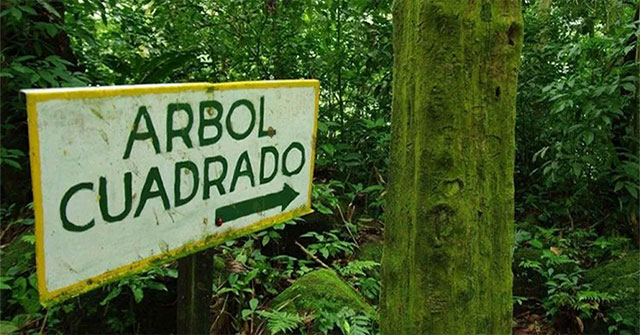 Khám Phá Thung Lũng Kỳ Lạ Với Những Cây Vuông Ở Panama