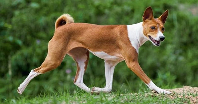 Khám Phá Giống Chó Basenji: Loài Chó Không Sủa Nhưng Đầy Thú Vị