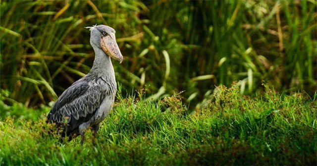 Cò mỏ giày: Kẻ săn mồi lặng lẽ của đầm lầy châu Phi