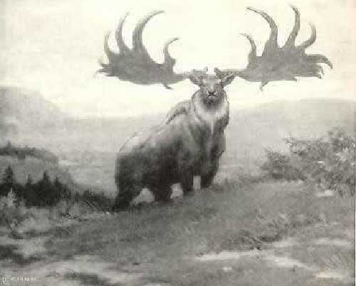 Hươu khổng lồ Irish Deer Những động vật tuyệt chủng cổ đại