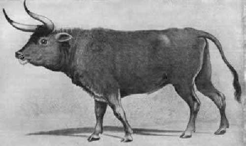 Bò rừng châu Âu Aurochs Những động vật tuyệt chủng cổ đại