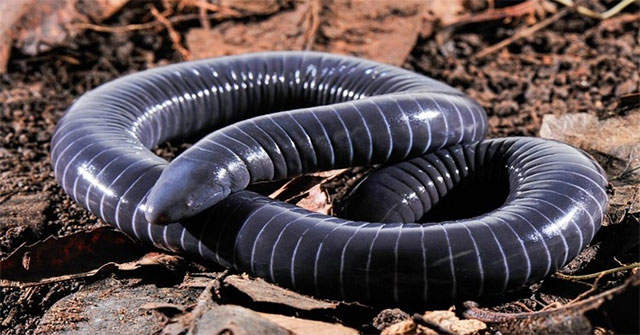 Bằng chứng mới về tuyến nọc trong miệng loài caecilian và ý nghĩa tiến hóa