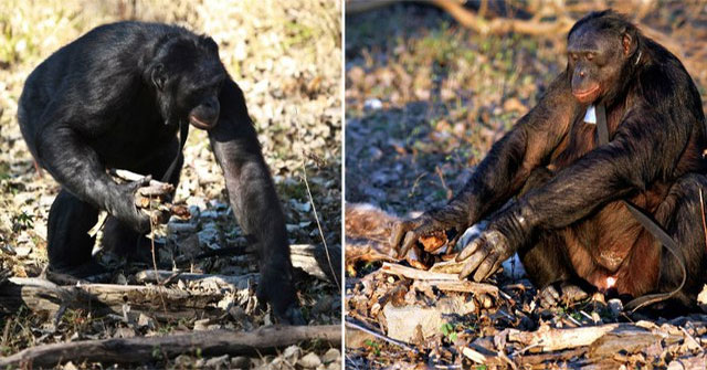 Kanzi bonobo: khi một tinh tinh học nấu ăn, nhóm lửa và giao tiếp bằng máy tính